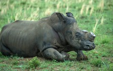 Trung Quốc cho phép dùng xương hổ, sừng tê, gây quan ngại 'hậu quả tàn phá toàn cầu'