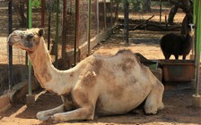 Trộm động vật trong sở thú ở Venezuela để ăn