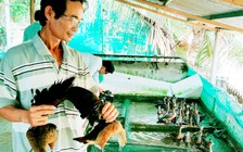 Bí quyết làm giàu: Nuôi le le thu tiền tỉ