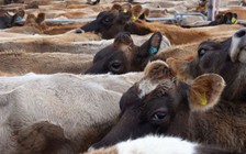 New Zealand tiêu hủy 150.000 con bò