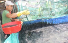 Triệu phú cá lóc