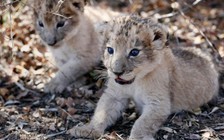 Cặp sư tử con đầu tiên chào đời bằng thụ tinh nhân tạo