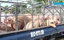 Tiêu hủy gần 1,5 tấn heo chứa chất cấm