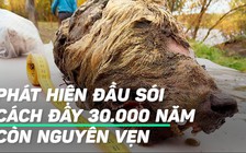 Đầu sói hàng chục ngàn năm tuổi còn nguyên não, lưỡi ở Siberia