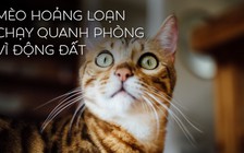 Hài hước xem mèo bấn loạn vì động đất Đài Loan