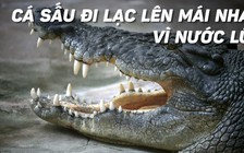 Cá sấu khổng lồ tắm nắng... trên mái nhà nhân mùa lũ