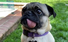 Pug mặt xệ là chó cưng đầu tiên nhiễm Covid-19 tại Mỹ