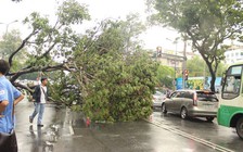 [VIDEO] Trưa nay, Gò Vấp mưa lớn, cây ngã đổ chắn ngang đường