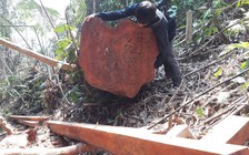 Phát hiện thêm khoảnh rừng phòng hộ ở Bắc Trà My bị chặt phá