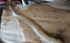 Xuất hiện sinh vật lạ, cá bớp nuôi chết hàng loạt