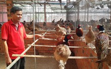 Thầy giáo nuôi chim trĩ bán vào siêu thị