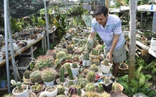 Chiêm ngưỡng vườn xương rồng khủng của nhà vườn miền Tây