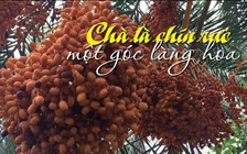 Về Sa Đéc ngắm vườn chà là chín rực đã mắt