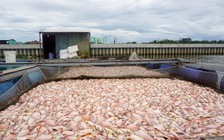 Cá nuôi chết hàng loạt trên sông Cổ Cò