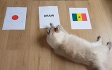 Chú mèo trổ tài dự đoán trận Nhật Bản và Senegal