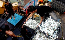 Ngư dân Hà Tĩnh trúng đậm cá trích, có chuyến đi biển 'bỏ túi' trên trăm triệu