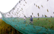 Mùa săn châu chấu đồng