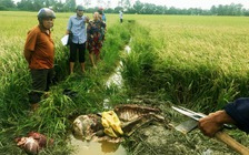 Trâu nặng 500kg bị trộm xẻ thịt chỉ chừa 'bộ lòng'