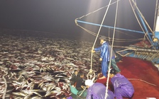 Ngư dân 'trúng' cá bè vàng tiền tỉ: Mẻ cá 'khủng' 160 tấn