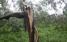 Bão quét qua, Quảng Trị thiệt hại ước tính hàng trăm tỉ đồng