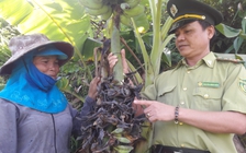 Đàn khỉ 50 con 'quậy' vườn chuối ở vùng cao Quảng Trị