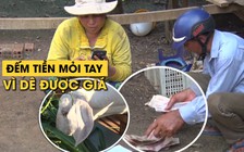 Nông dân Bình Phước đếm tiền 'mỏi tay' vì dê được giá