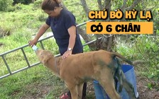 Kỳ lạ bò 6 chân, biết buồn biết khóc ở Phú Quốc