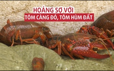 Tôm hùm đất, tôm càng đỏ là gì, vì sao gây nên nỗi lo ngại đến thế?