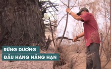 Rừng dương phòng hộ héo mòn, chết yểu vì “đầu hàng” nắng hạn Phú Yên