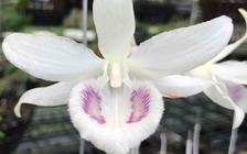 Choáng trước 'nhan sắc' lan Giã Hạc 5 cánh trắng giá 6,8 tỉ đồng