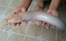 [VIDEO] Cận cảnh cá trê bạch tạng giá... 5 triệu đồng