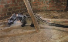 Nuôi chồn hương chi phí thấp, lợi nhuận cao