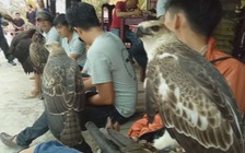 Trào lưu huấn luyện “chúa tể bầu trời” ở miền Tây