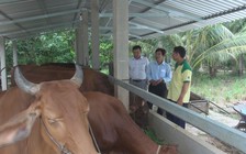 “Ngân hàng bò” của lão nông xứ Dừa