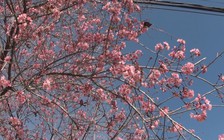 Choáng ngợp vì mai anh đào rực hồng phố núi Đà Lạt “hút hồn” du khách