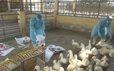 Chặn đứng đàn vịt nhiễm virus H5N6 giữa lúc dịch tả heo châu Phi hoành hành