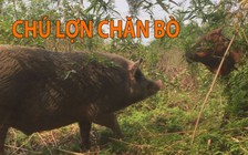 Kỳ lạ chú lợn chăn bò