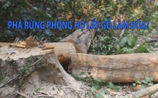 Phá rừng phòng hộ Sông Tranh lấy gỗ làm đũa?