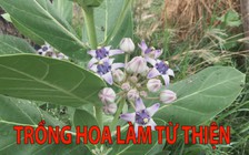 Trồng hoa lấy tiền làm từ thiện