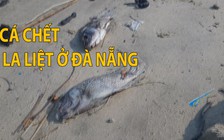 Xác cá la liệt ở cửa sông Phú Lộc và bờ vịnh Đà Nẵng