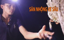 Hè về! đi săn “ve sầu thoát xác”