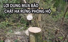 Lợi dụng mưa bão, thuê người đến chặt hạ rừng phòng hộ tại Đà Lạt