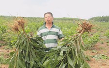 Nhiều cán bộ bị bao vây vì nhổ gần 3.000 cây keo tràm của dân