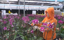 Ngắm “hoa thơm, cỏ lạ” ở nơi được ví là “tiểu Đà Lạt” của Quảng Trị