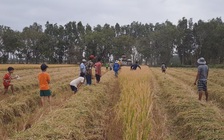 Mùa gặt về ở Cà Mau, già trẻ rủ nhau ra đồng bắt chuột