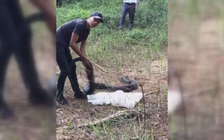 Hồi hộp xem cảnh thả rắn hổ mang chúa nặng 21kg vào khu bảo tồn