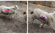 Cừu 'tiên tri' đoán Slovakia đè bẹp xứ Wales 3-0