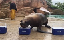 Sư tử biển dự đoán sốc: CH Ireland đánh bại chủ nhà Pháp