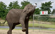 Voi tiên tri gieo sầu cho tuyển Đức