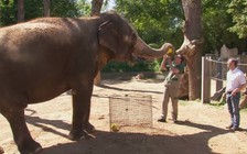 Voi Zella và mèo Cass không chiều lòng người Pháp